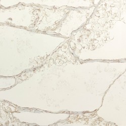 BORGHINI GELARE ***